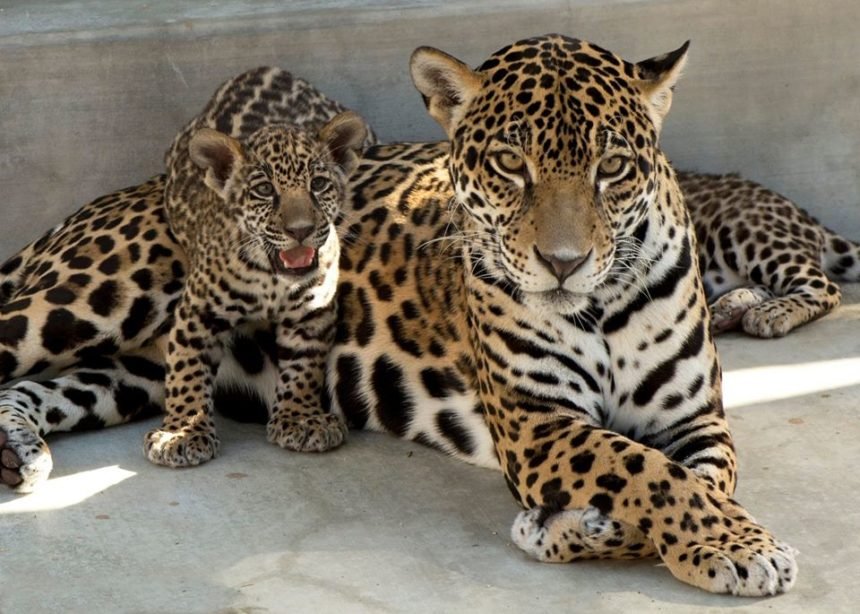 Living Desert Jaguar Dies After Failing To Recover From Anesthesia