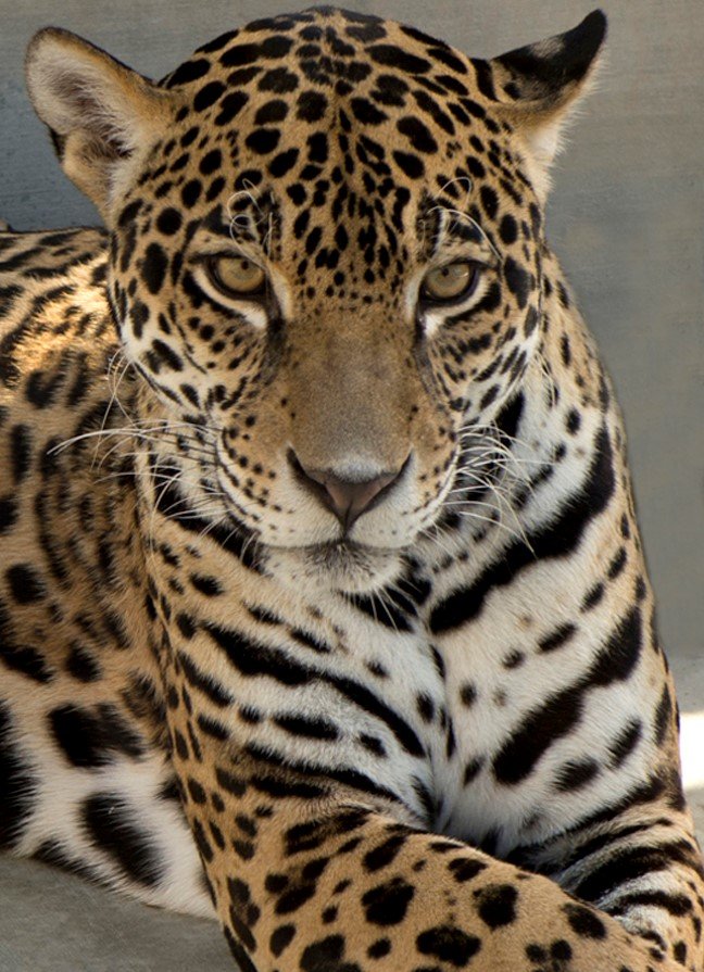 Jaguar  The Living Desert