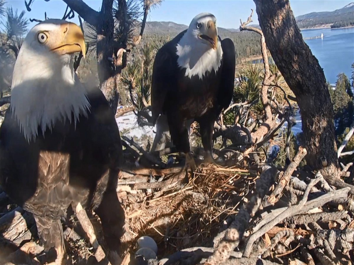 Afwijzen Toeval Automatisch WATCH LIVE: Big Bear Eagle Cam - KESQ
