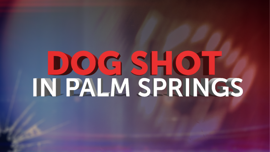 2-13-DOG-SHOT-IN-PALM-SPRINGS-1