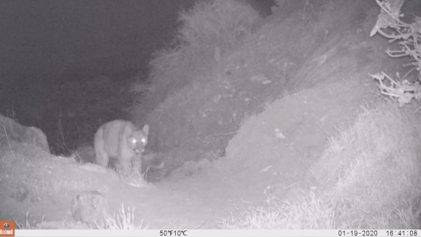 Mountain lion spotted at the Whitewater Preserve - KESQ