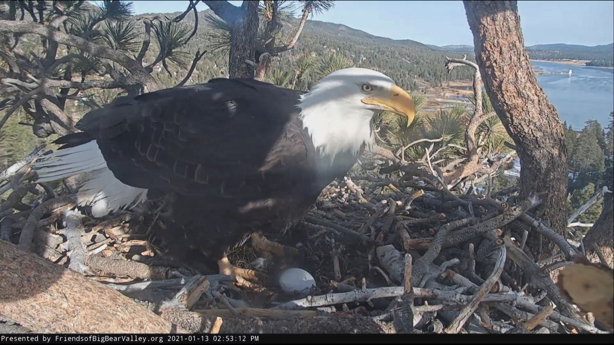 Big Bear bald eagle lays its third egg; Egg breaks before or during the ...