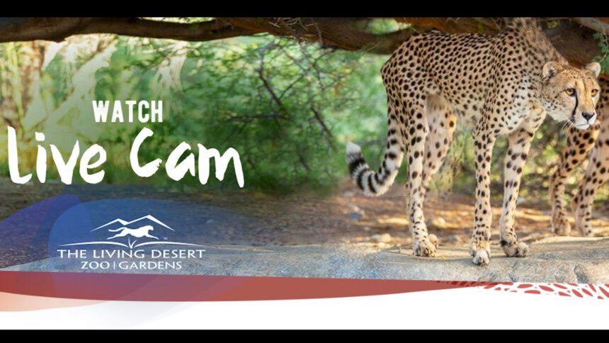 living-desert-live-cam-860x484 20 Questions Answered About park