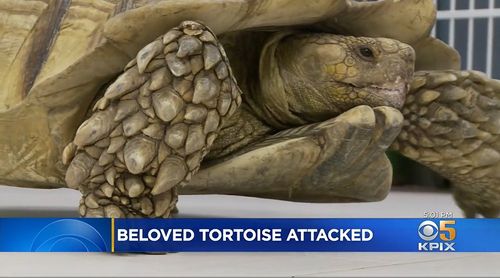 Homeless man arrested in abuse of tortoise - KESQ