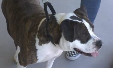Las Vegas has instituted tough new measures to help deter pet owners from leaving their dogs in the heat.