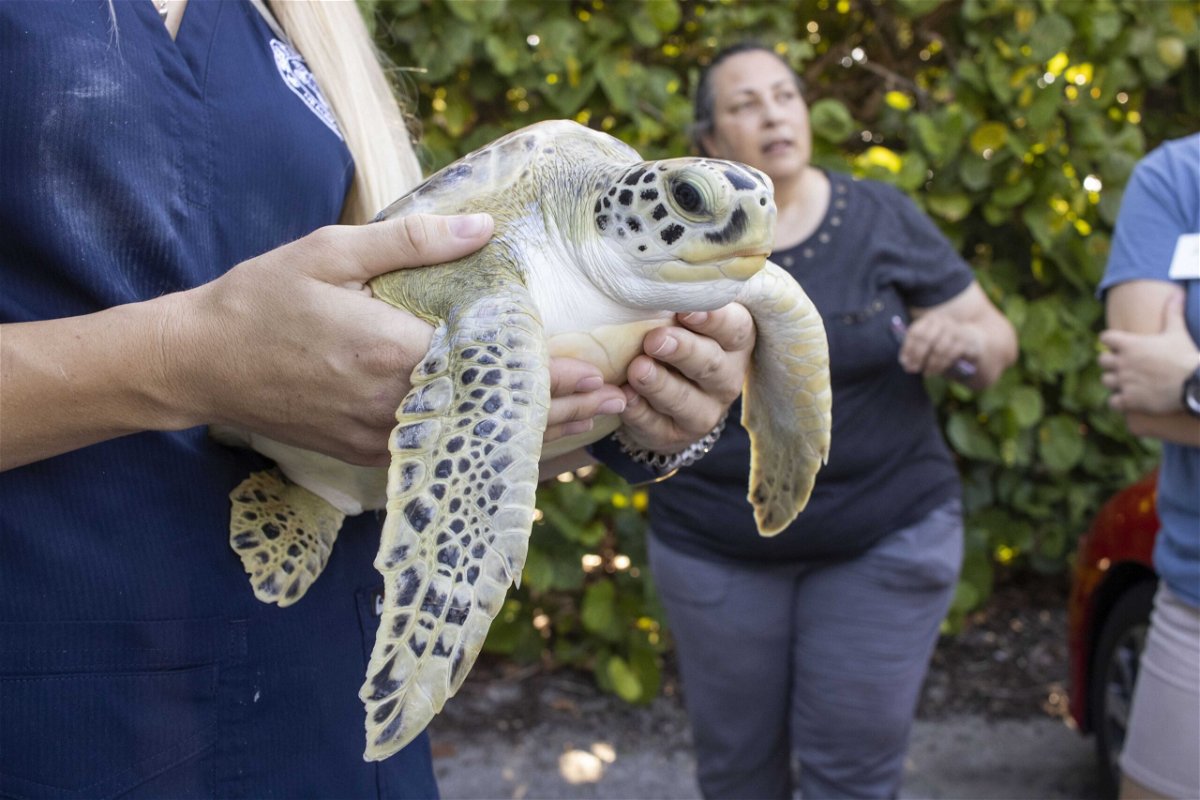 <i>Brevard Zoo</i><br/>Pearl the sea turtle has been released back to the ocean in Satellite Beach
