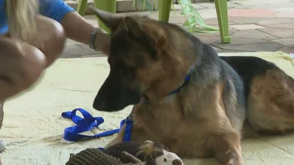 Prosthetic Legs, Paws Giving Ryder The Dog New ‘Leash’ On Life