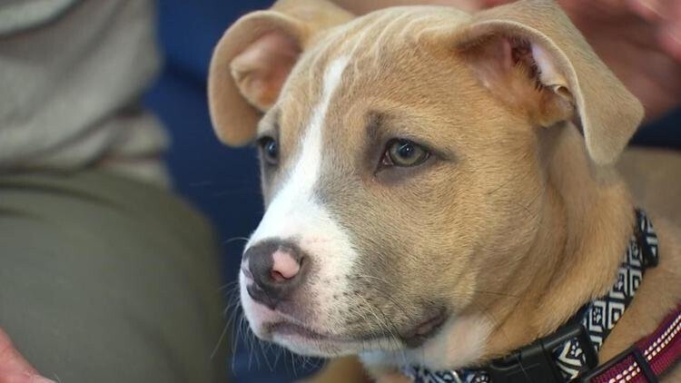 <i>KPTV</i><br/>Rogue was a little puppy in Salem that was caught in the crossfire of a shooting and her foster owner says she wouldn't be alive if it wasn't for the police officers who saved her.