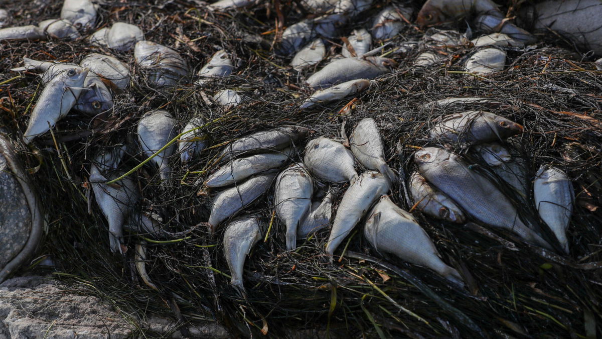 A Large Red Tide Has Contributed To More Than 600 Tons Of Dead Marine Life In Florida Kesq