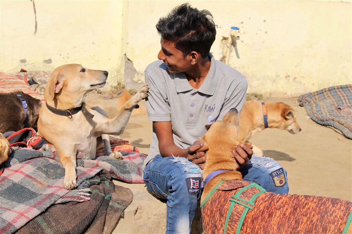 <i>Kannan Animal Welfare</i><br/>An employee at Kannan Animal Welfare (KAW) interacts with rescued strays at the KAW shelter.