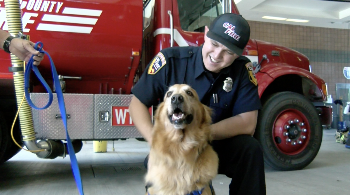 do dogs help firemen