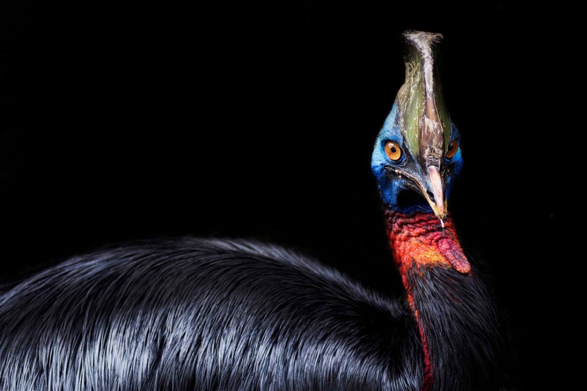 <i>Shutterstock</i><br/>A cassowary can be aggressive