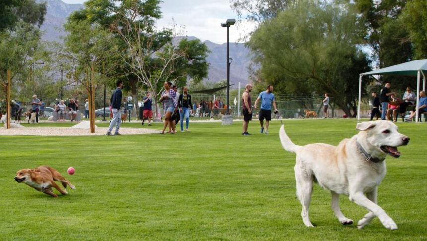 David H. Ready Palm Springs Dog Park undergoing month-long closure starting Nov. 11 - KESQ