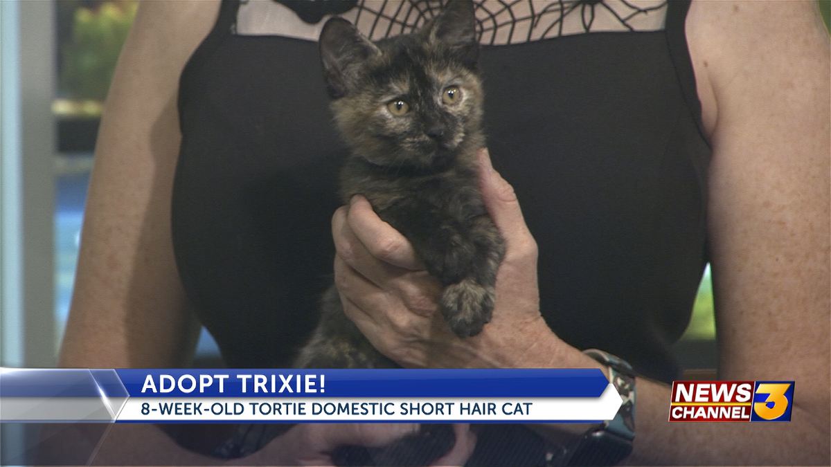 Animal Samaritans joins us with Trixie, an 8 week old kitten looking for  its furever home - KESQ