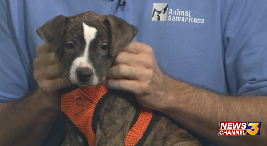 Animal Samaritans Joins Us With Carmela A 3 Month Pit Bull Mix - Kesq