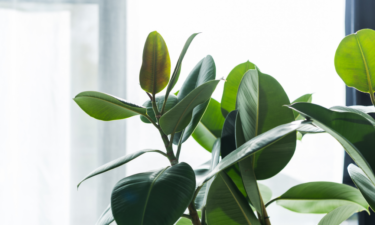 20 starter houseplants anyone can keep alive