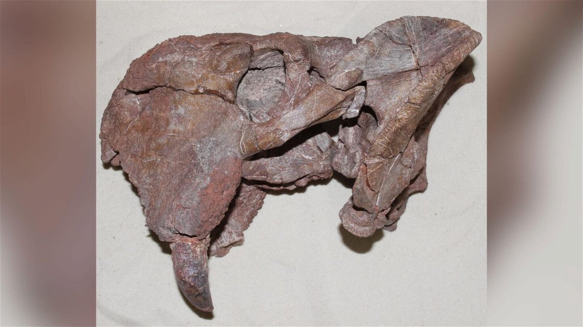 <i>K. Angielczyk</i><br/>This is the left side of the skull of the dicynodont Dolichuranus from Tanzania. The large tusk is visible at the lower left of the specimen.
