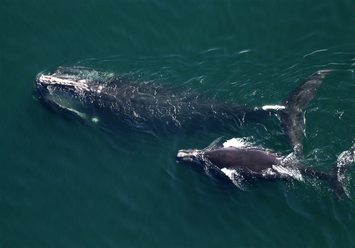 <i>Boston Globe/Boston Globe/Getty Images/FILE</i><br/>One of the rarest marine mammals in the world
