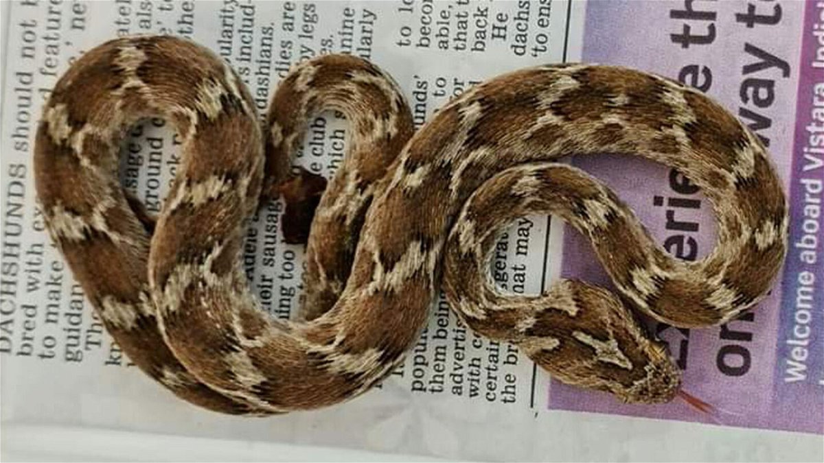 <i>from South Essex Wildlife Hospital</i><br/>A deadly and 'very agitated' Viper snake was found in an English shipping container. The snake came to England from India in a shipping container.