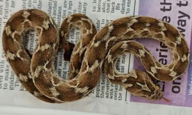 A deadly and 'very agitated' Viper snake was found in an English shipping container. The snake came to England from India in a shipping container.