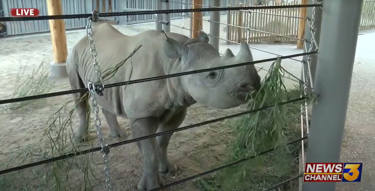 <i></i><br/>The Sacramento Zoo welcomed a 28-year-old southern white rhinoceros on Tuesday. Zoo officials said the rhino