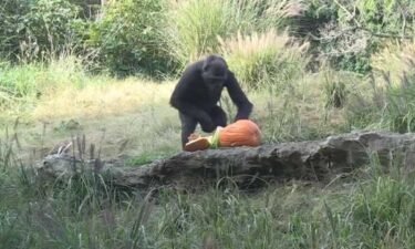 A gorilla at the Louisville Zoo enjoys pumpkin left over from the annual Boo and the Zoo