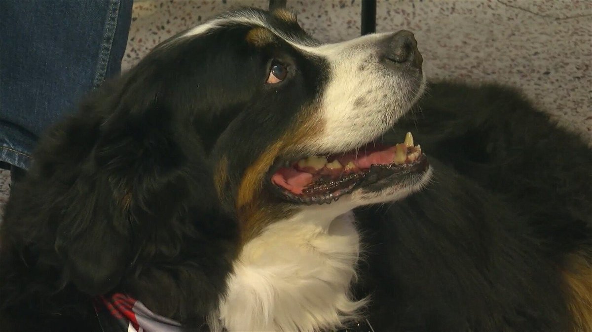 <i>KTVK/KPHO</i><br/>Davos is an 11-year-old Bernese mountain dog.