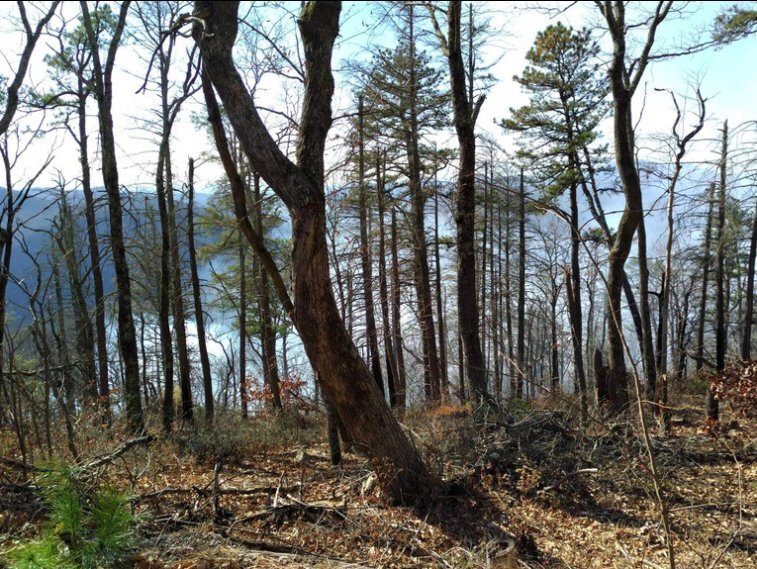 <i>Broad River Fire Rescue via WLOS</i><br/>Crews are battling a wildfire in Rutherford County