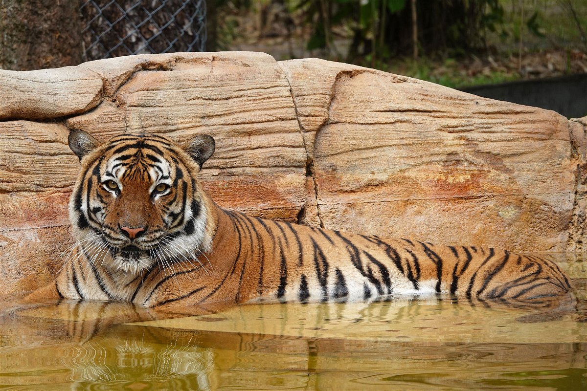 <i>Naples Zoo Public Relations</i><br/>A critically endangered tiger named Eko was shot and killed by a sheriff's deputy on December 29 after a man was attacked by the animal at a zoo in Naples