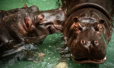 The hippos