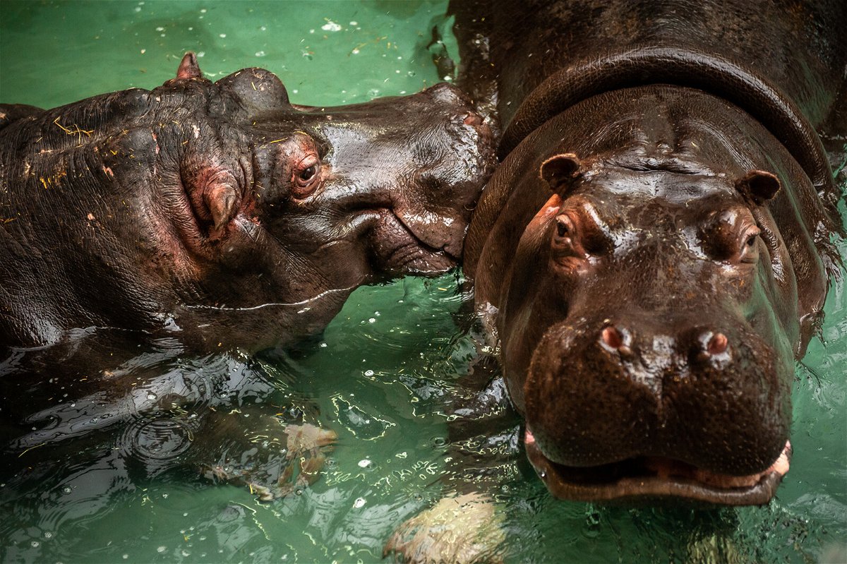 <i>Zoo Antwerp</i><br/>The hippos