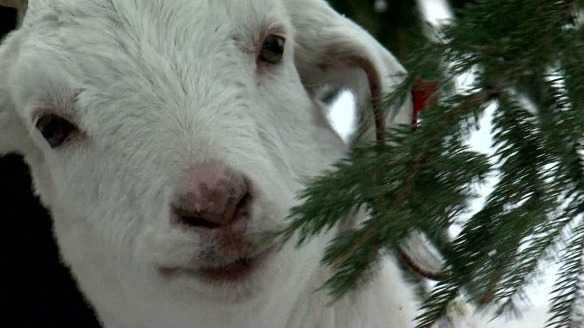 These Goats Will Happily Eat Your Old Christmas Tree - Kesq