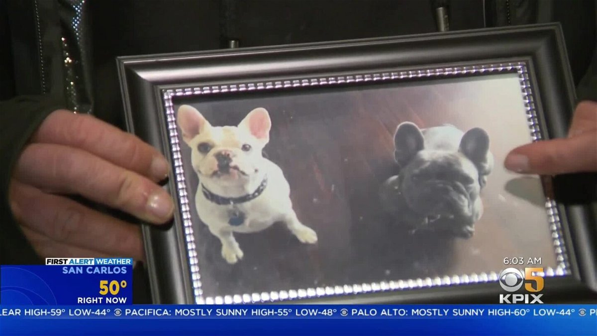 <i>KPIX</i><br/>An Oakland pet owner is hoping to get her pets back safely after thieves stole her two French Bulldogs Saturday morning.