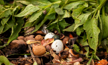 Beginner's guide to composting