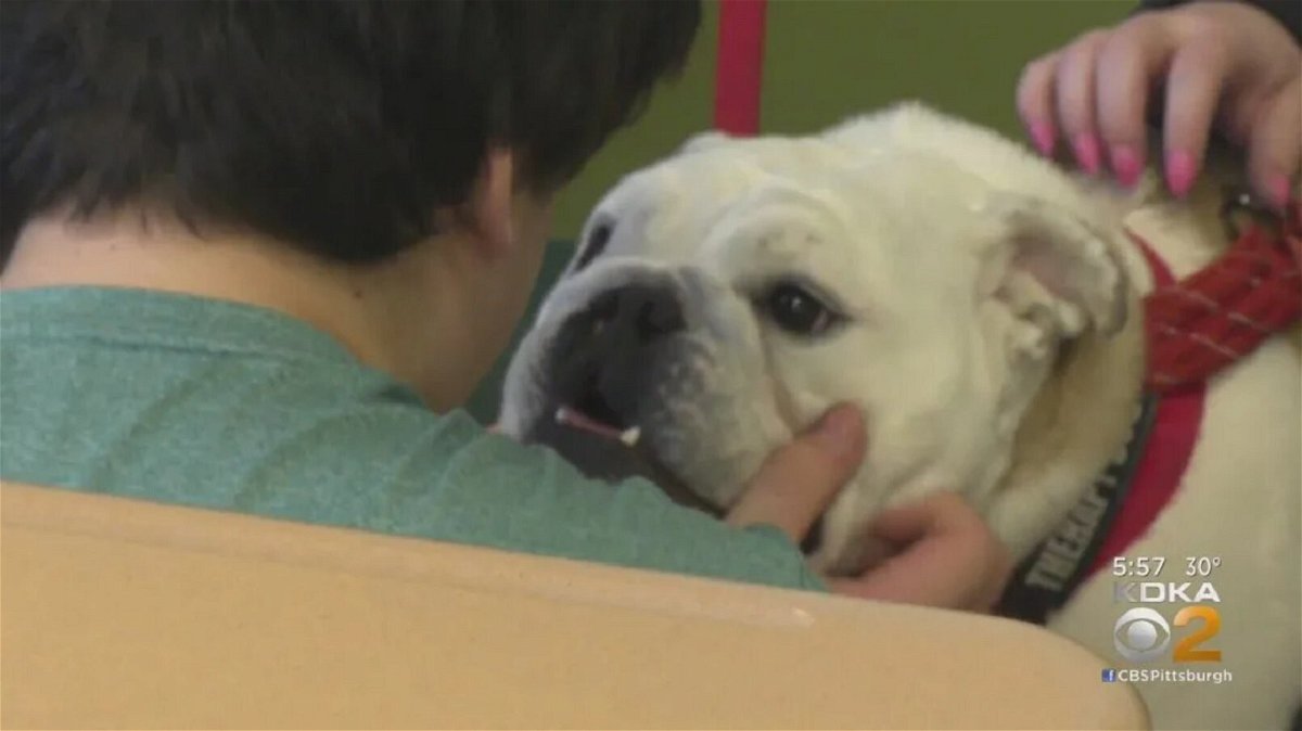 <i>KDKA</i><br/>Penny is the newest member of Quaker Valley High School. The English bulldog is part of a pilot program to help bring down stress levels and motivate students.