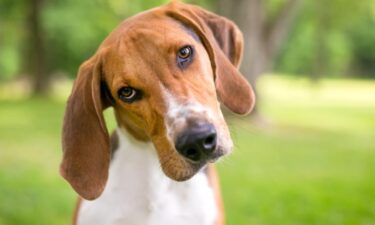 Least popular dog breeds in America