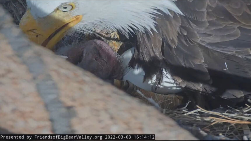 LIVESTREAM: Bald Eagle Egg Hatches At Big Bear Nest - KESQ