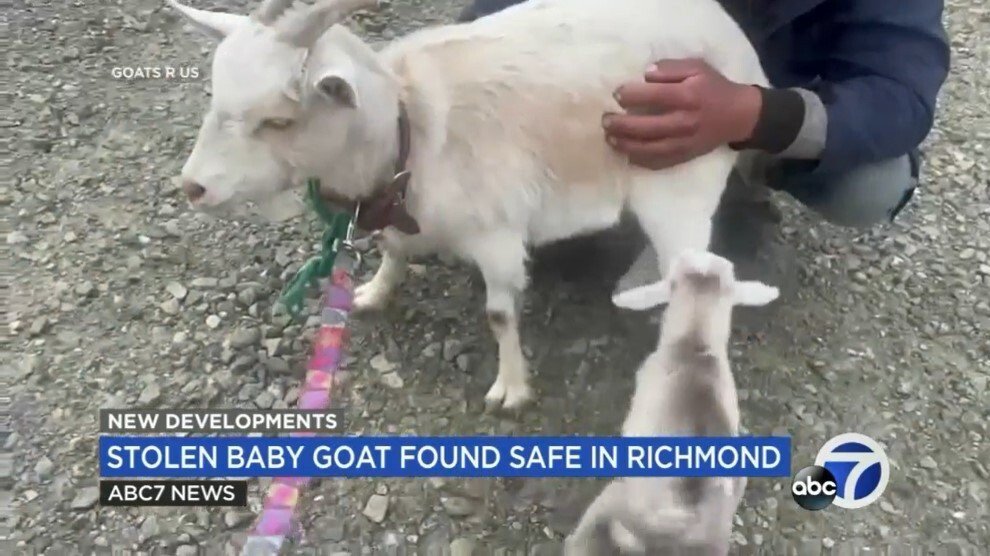 Baby goat found safe after video captured theft from field in Pinole - KESQ