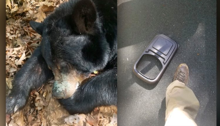 <i>North Carolina Wildlife Resources Commission/WLOS</i><br/>Tranquilized black bear after wildlife officials removed a plastic lid from around its neck on Sunday