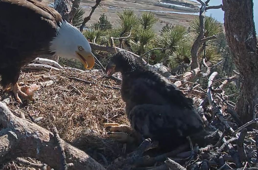 Say hello to Spirit! Big Bear Lake eaglet has a new name - KESQ