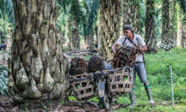Palm oil prices may go up as Indonesia pans to suspend exports of the oil on Thursday. Pictured is a palm oil plantation in North Sumatra