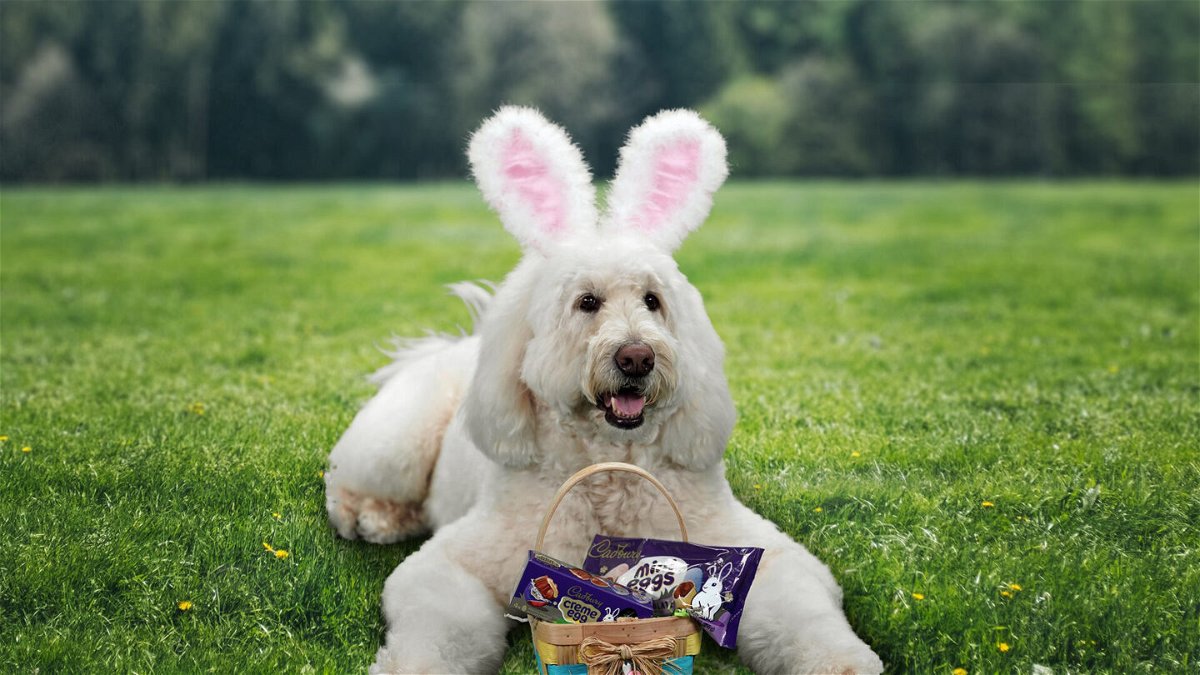 <i>Cadbury</i><br/>This year's Cadbury Bunny