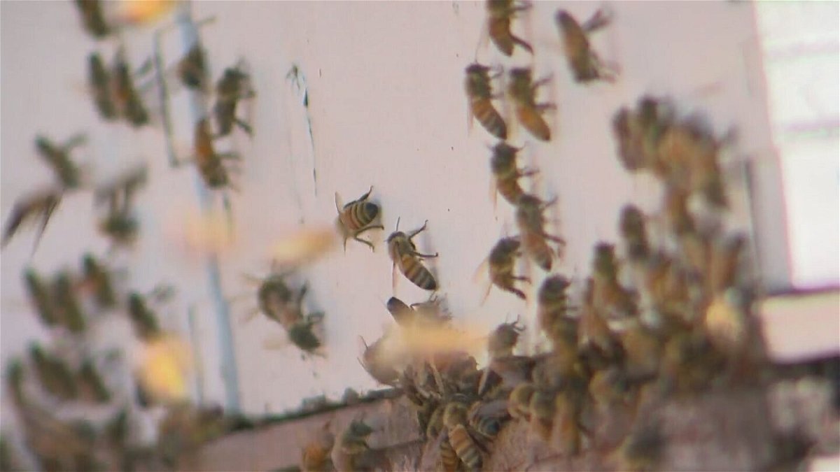 <i>WCCO</i><br/>Some people are turning their backyards into bee havens.