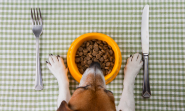 Debunking common pet food myths