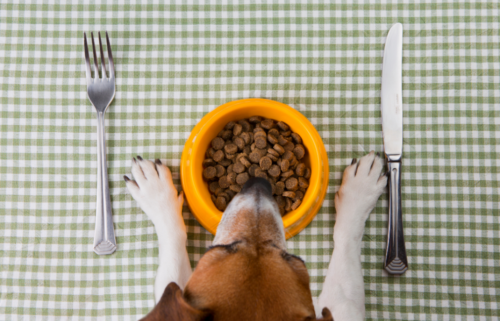Debunking common pet food myths