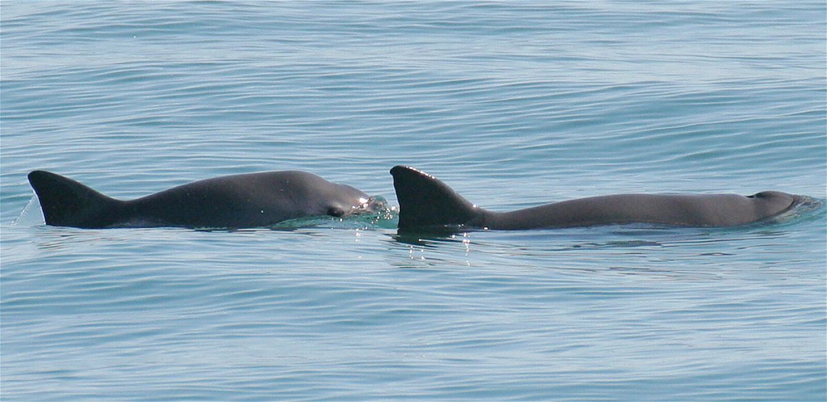 <i>Paula Olson/NOAA</i><br/>A vaquita mother (right) and her calf (left) can be seen as they surface in the waters off San Felipe