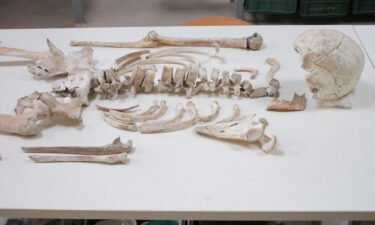 The discovery of the two skeletons dates back to excavations between December