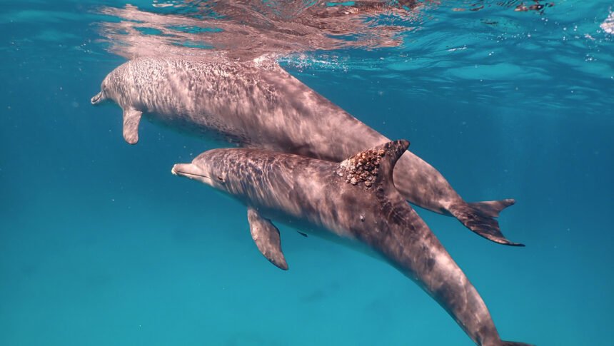 <i>iScience</i><br/>A dolphin with a fungal infection on its dorsal fin. Rubbing against certain corals may protect dolphins against skin complaints.
