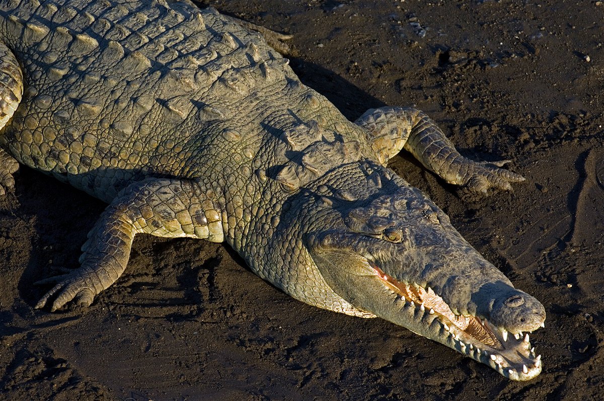 How to survive an alligator attack - or better yet, avoid one entirely -  KESQ