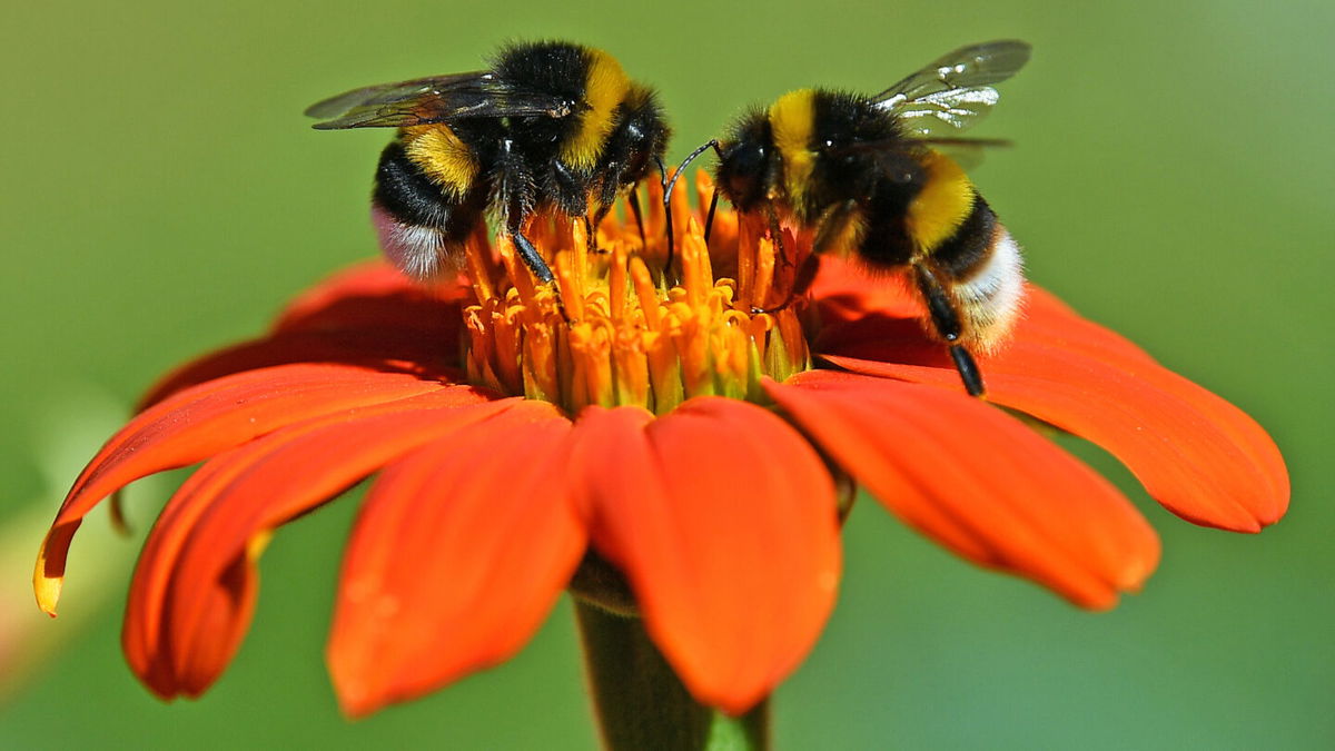 Study finds carrying pollen heats up bumble bees, raises new